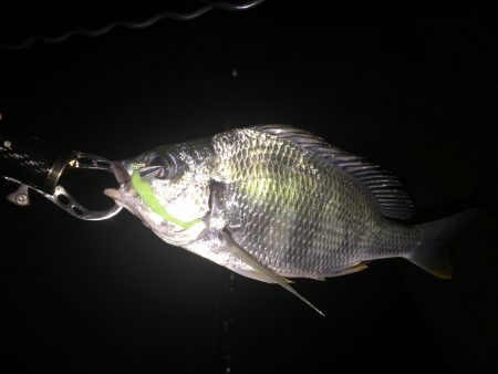 不本意なクラゲング