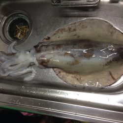 小島で2キロオバー‼️