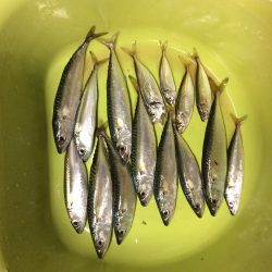 一時間半だけサビキ釣り