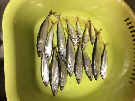 一時間半だけサビキ釣り