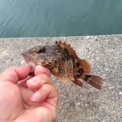 ガッシー釣り？