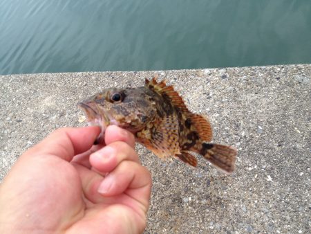 ガッシー釣り？