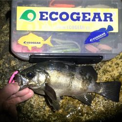 梅雨メバルの恩恵