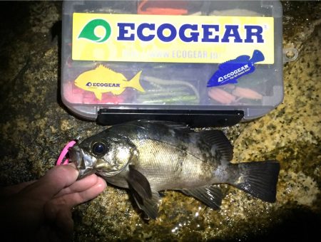 梅雨メバルの恩恵