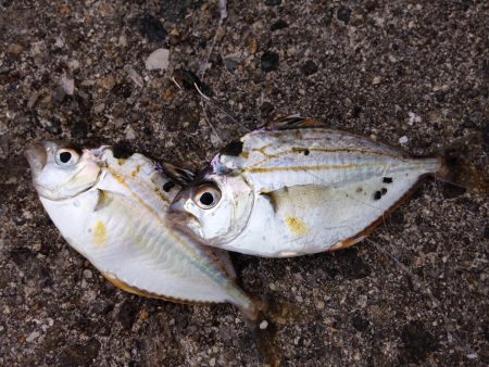 灼熱のキス釣り