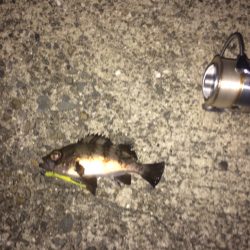 ライトゲームに行って来ました！