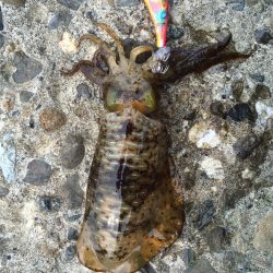 1日頑張って、チビアオリ❗️