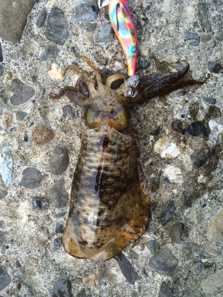 1日頑張って、チビアオリ❗️