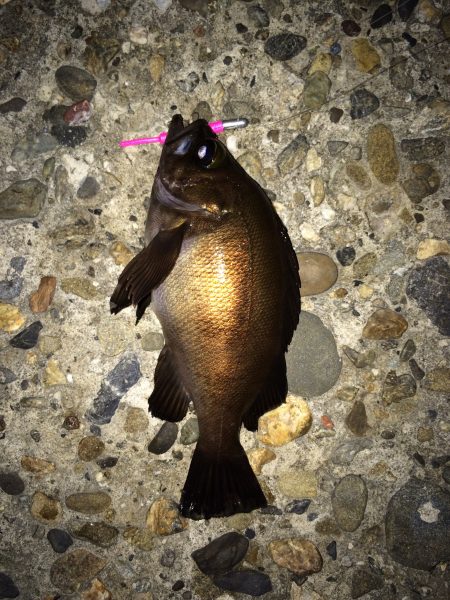 アジングのつもりが(^o^)笑 メバル。