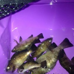 メバリング釣行