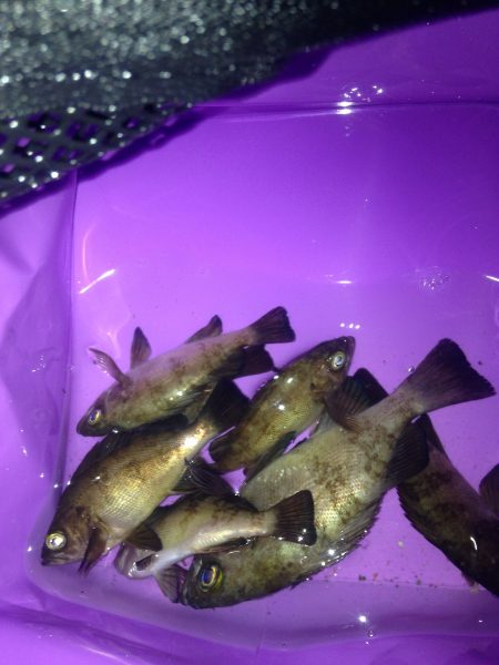 メバリング釣行