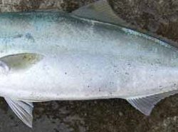 ライトショアジギング