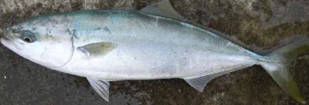 ライトショアジギング