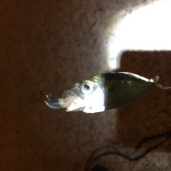 初投稿 豆アジング