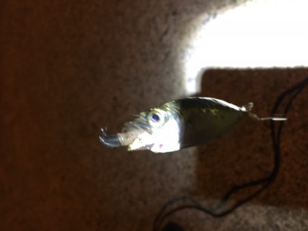 初投稿 豆アジング