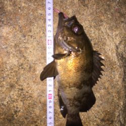 久しぶりのメバル！