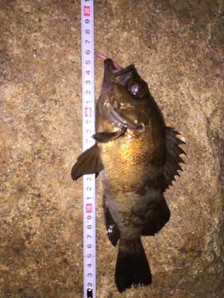 久しぶりのメバル！