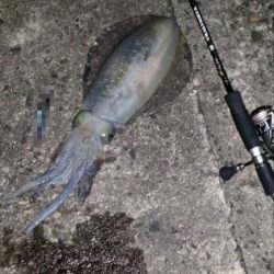 アオリイカ ㌔アップ