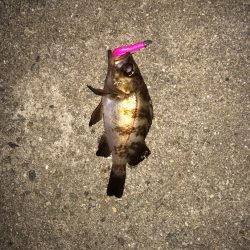 梅雨メバリング