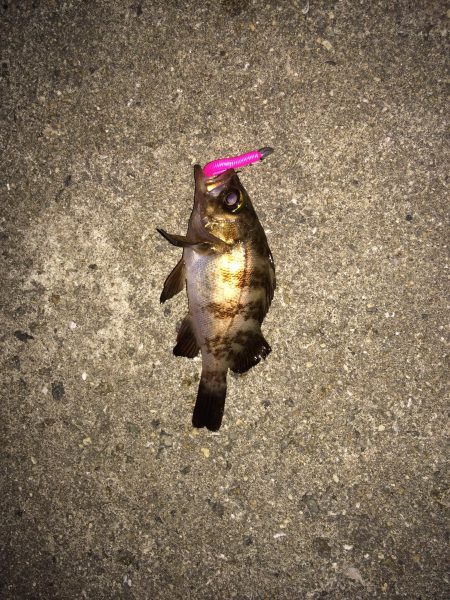 梅雨メバリング