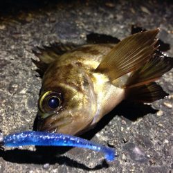 お久しぶりのメバリング