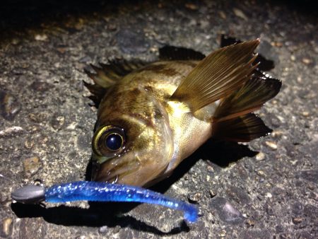 お久しぶりのメバリング