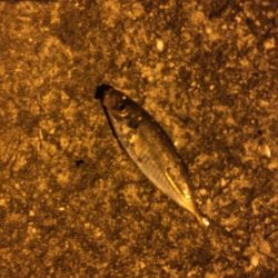 アジングナイト！