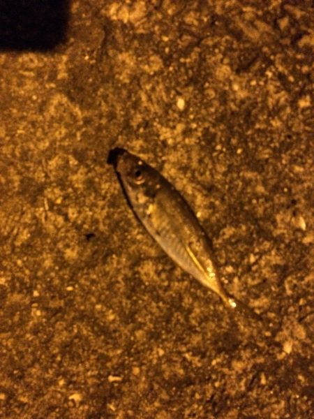 アジングナイト！