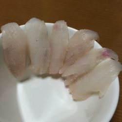 舞子で大サバ狙い