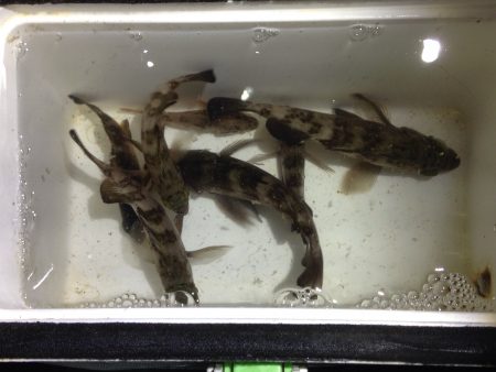 梅雨メバル探索。梅雨メバルって？