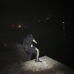 青物ではなく赤者