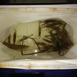 手長エビ釣行