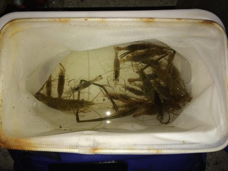 手長エビ釣行