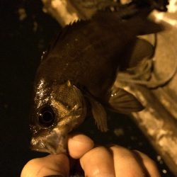 悪天候のアジング&メバリング