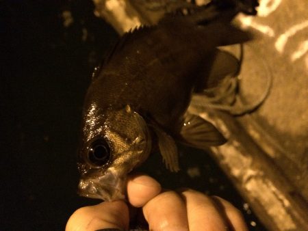 悪天候のアジング&メバリング