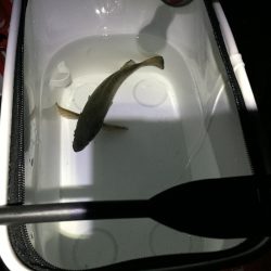 好調は長く続きません…