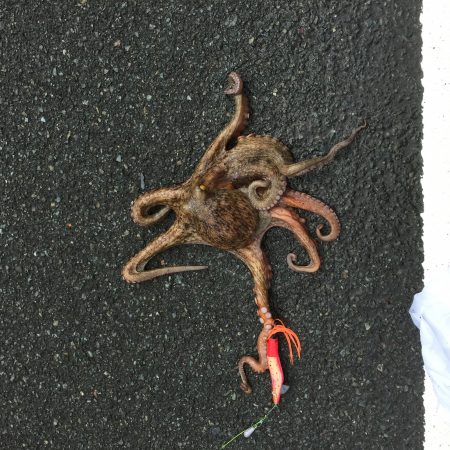 タコ 1キロオーバー