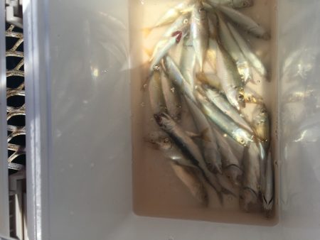 家族でサビキ釣り