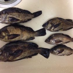 爆風メバリング！