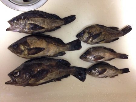 爆風メバリング！