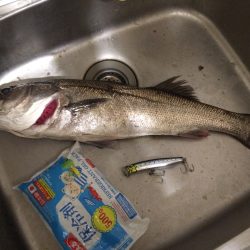 トップでシーバス！