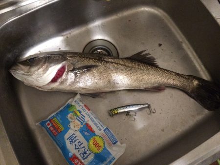 トップでシーバス！