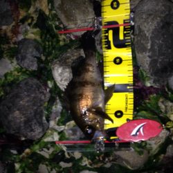 大潮プラッキング