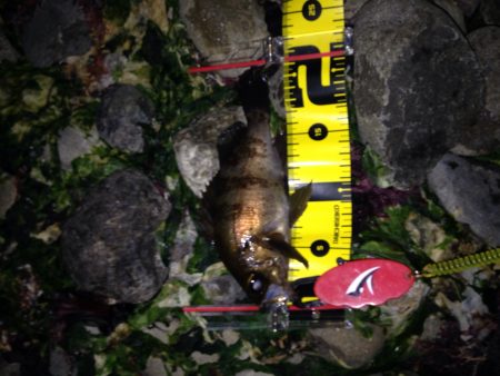 大潮プラッキング