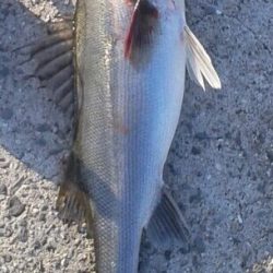 ジグでシーバス