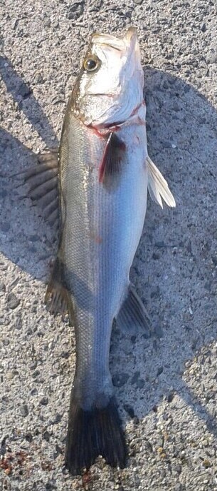 ジグでシーバス