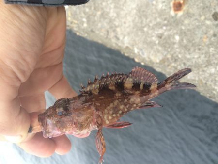 出勤前のアジングは不発