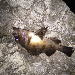 寒気フィッシング