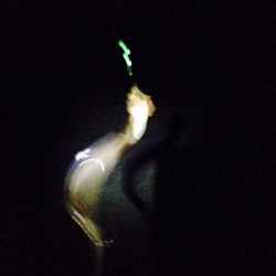 チョイ投げ三昧