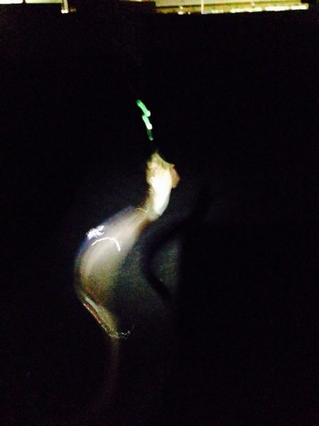 チョイ投げ三昧